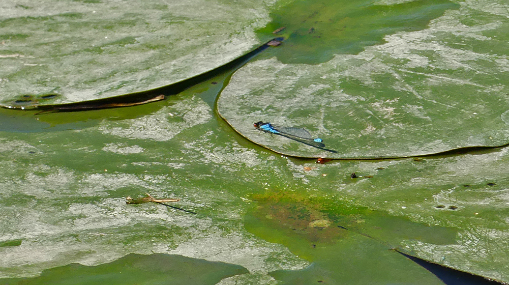 Small Red-eyed Damselfly Strumpshaw 11Aug18.jpg