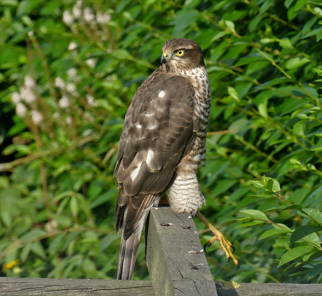 Sparrowhawk WoldNewton 30Aug18 b.jpg