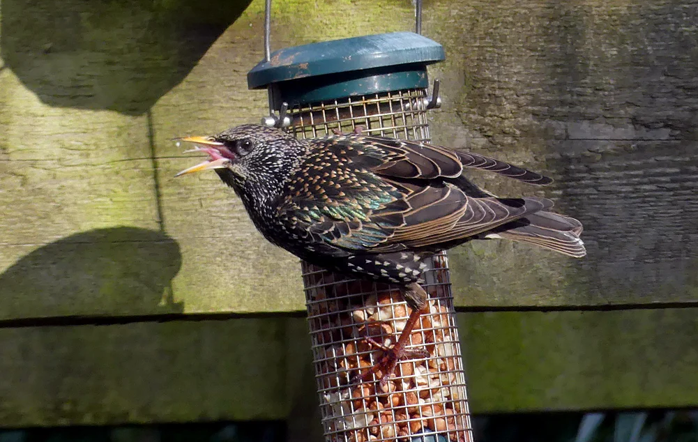 Starling WoldNewton 22Feb18.jpg