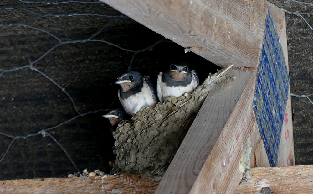 Swallows LitFransham 13Aug18.jpg