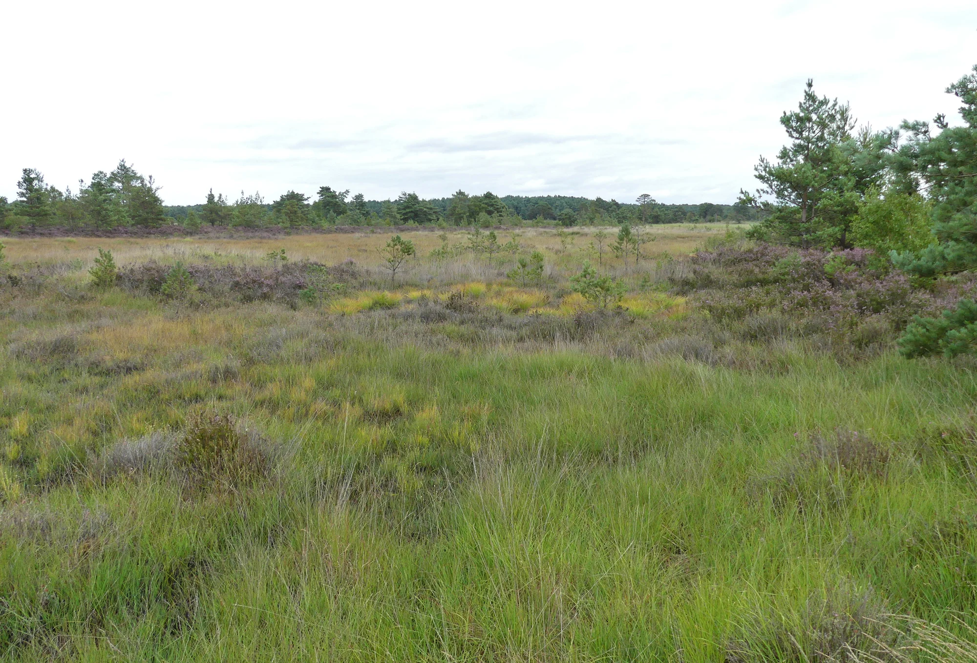 Thursley Common 18Aug18.jpg