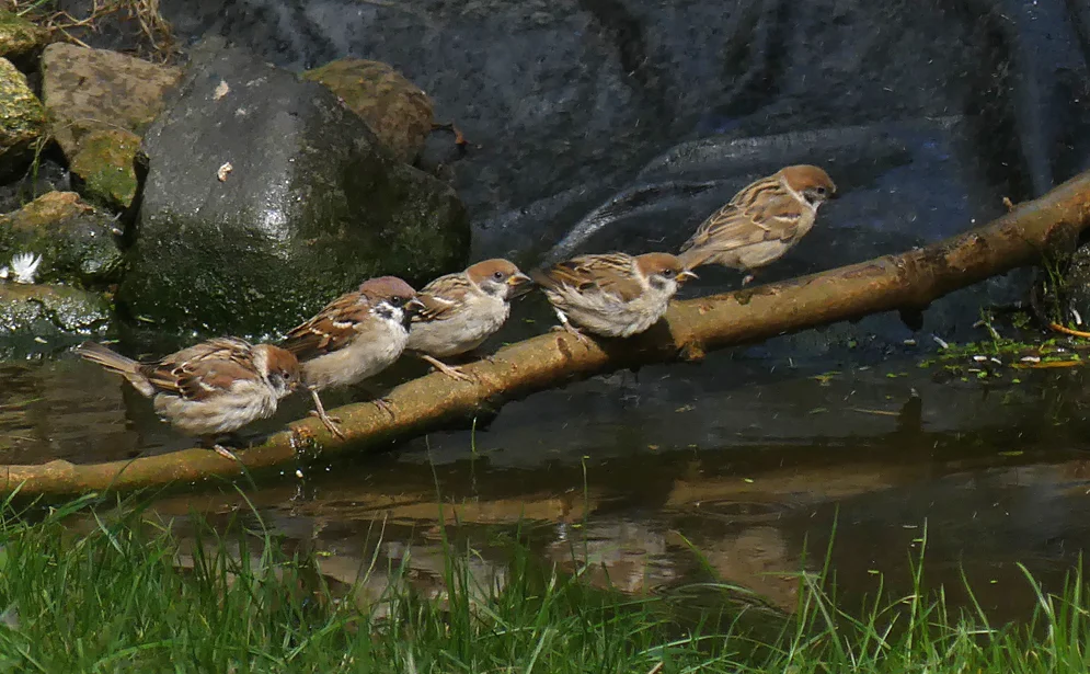 Tree Sparrow Bempton 30Aug18 b.jpg