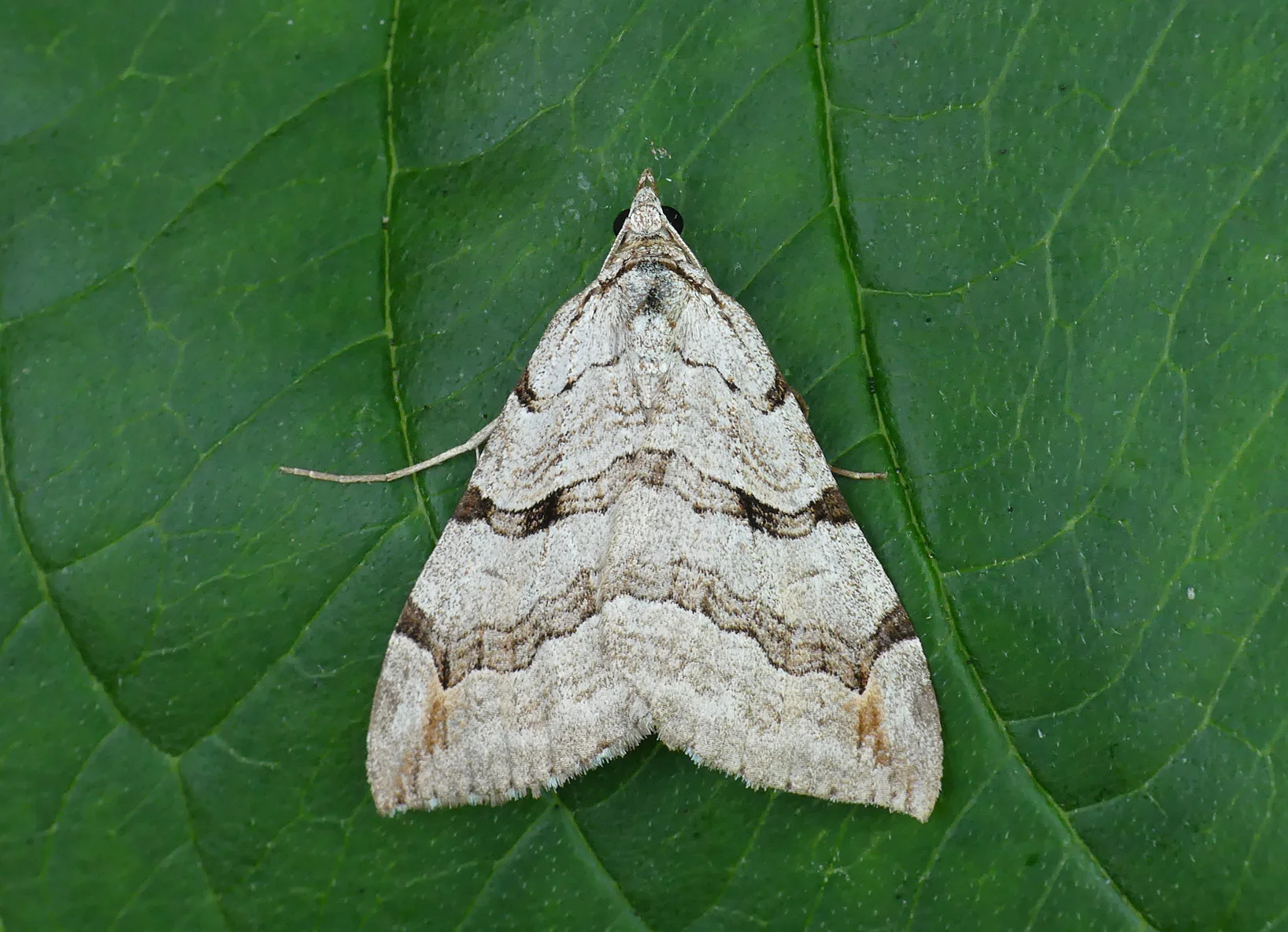 Treble-bar LitFransham 17Aug18.jpg