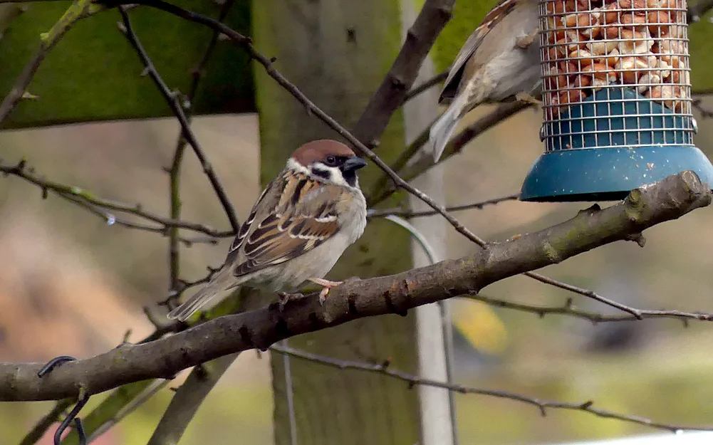 Tree Sparrow WoldNewton 22Feb18.jpg
