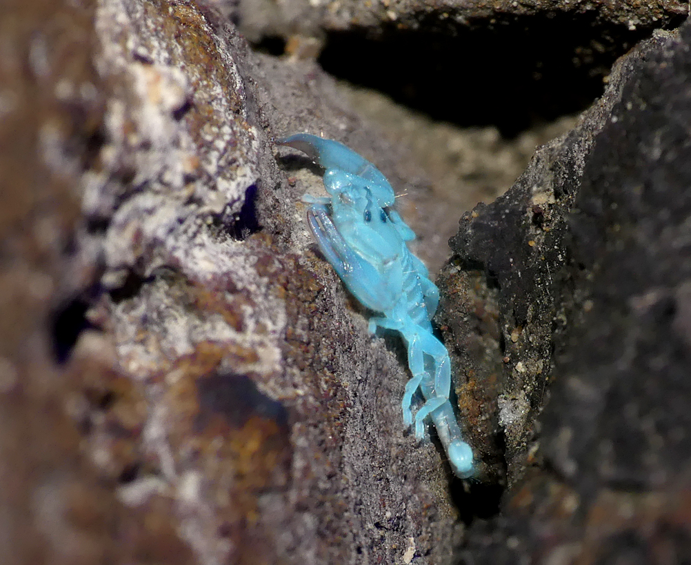 Yellow-tailed Scorpion Sheerness 9Aug18 c.jpg