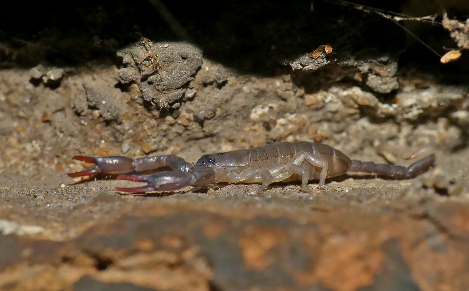 Yellow-tailed Scorpion Sheerness 9Aug18 f.jpg