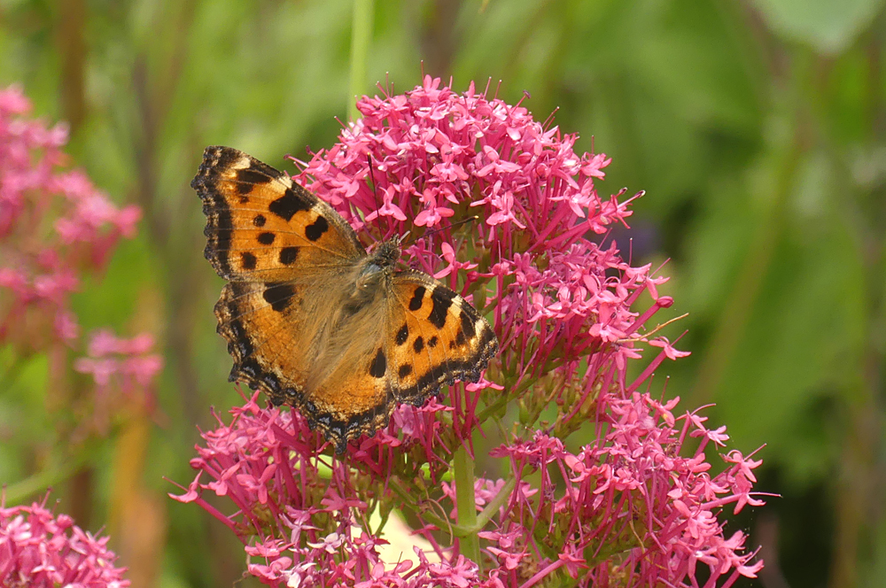 Large Tortoiseshell - near Paradis Quarry, Vale, 7 Jul 19
