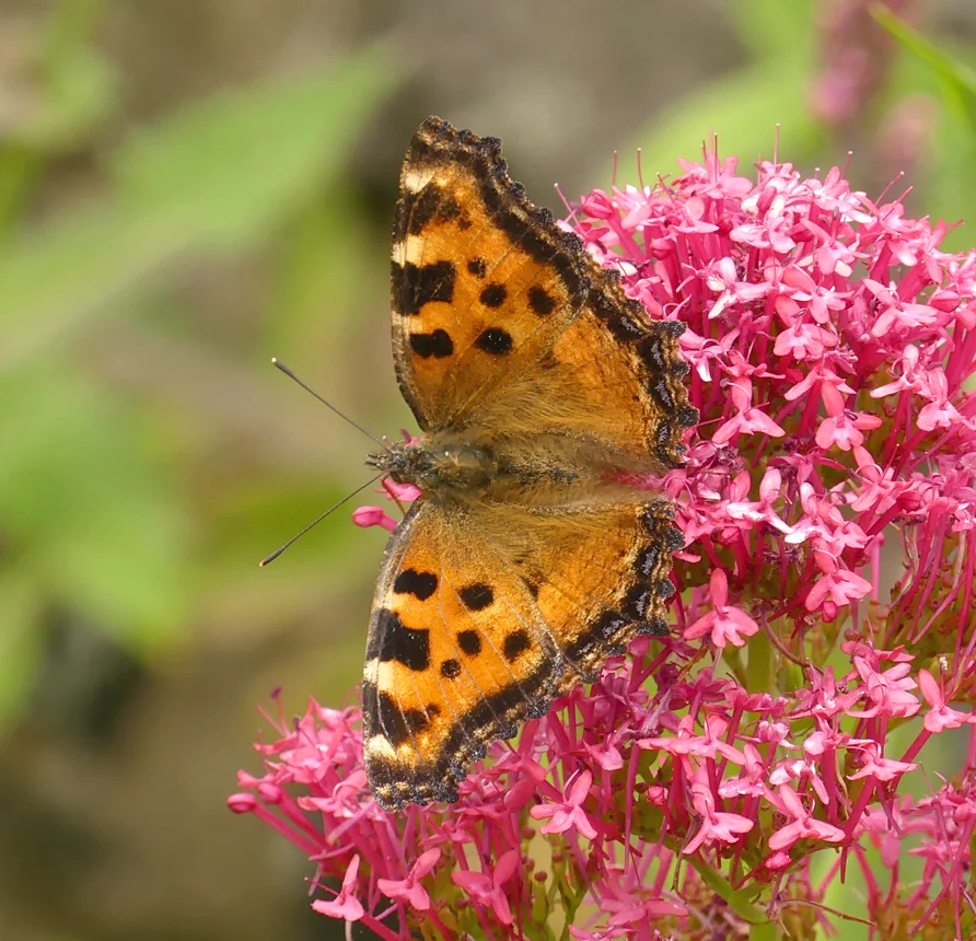 Large Tortoiseshell - near Paradis Quarry, Vale, 7 Jul 19