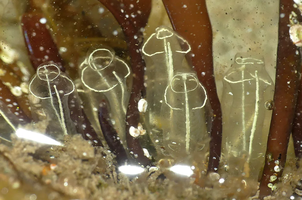 Light Bulb Sea Squirts - Port Soif 23 Jul 19