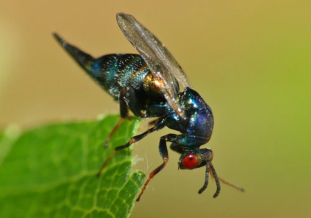 Ormyrus nitidulus - above Divette, Jerbourg, 11 Aug 19