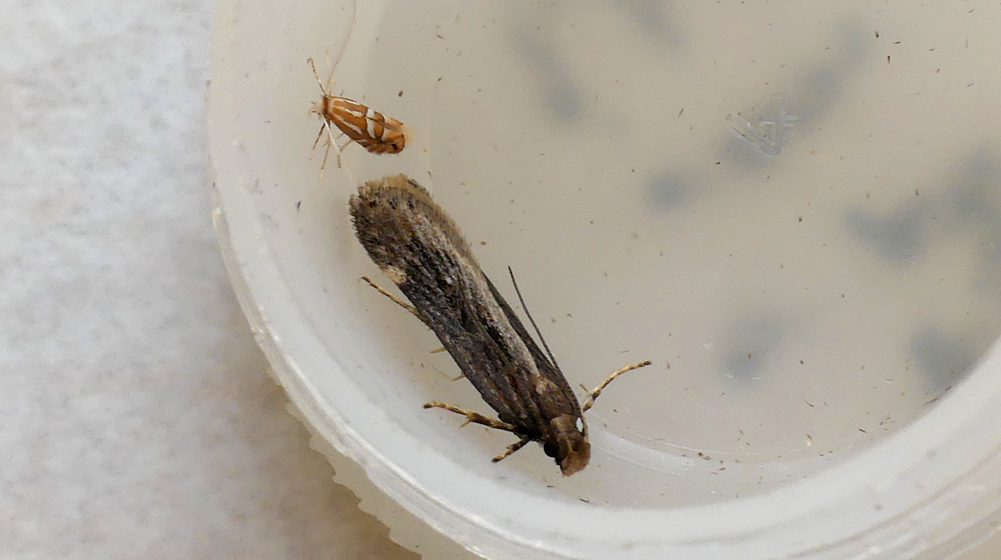 Aroga velocella - garden, 21 Aug 19