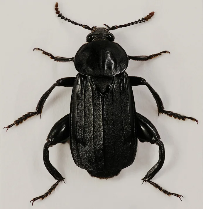 Necrodes littoralis specimen