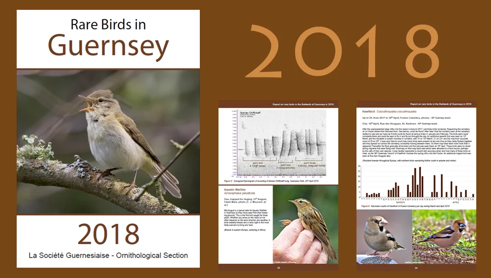 RAREBIRDREPORTposter18.jpg