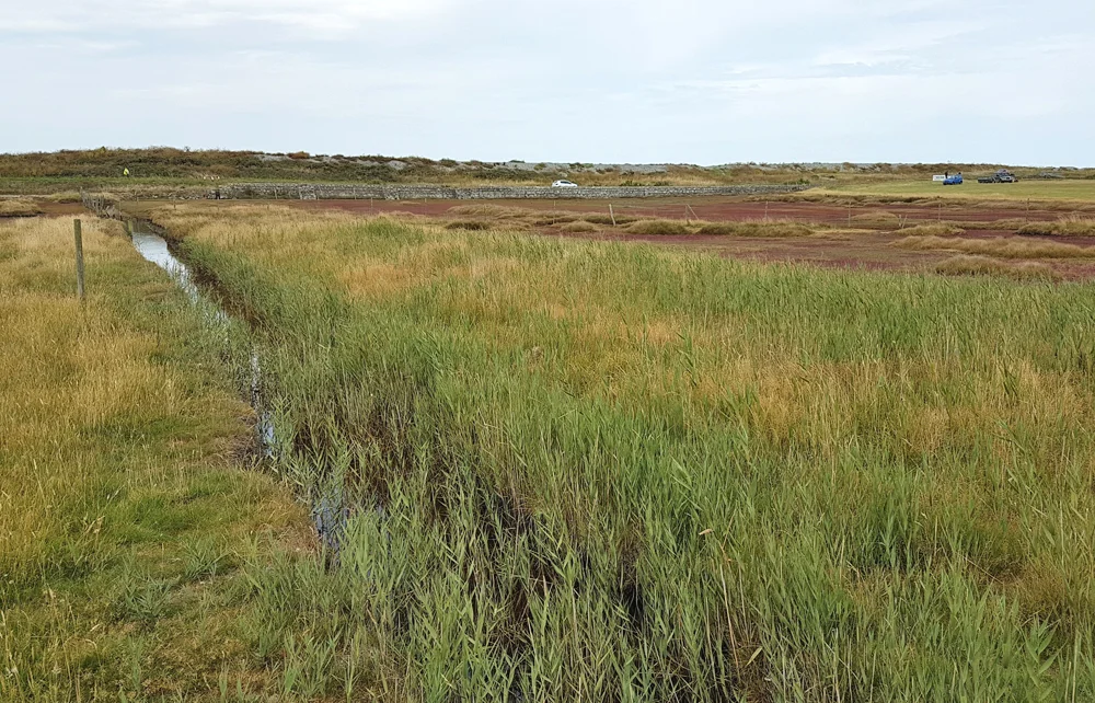 L’Eree Saltmarsh, 3 Aug 19