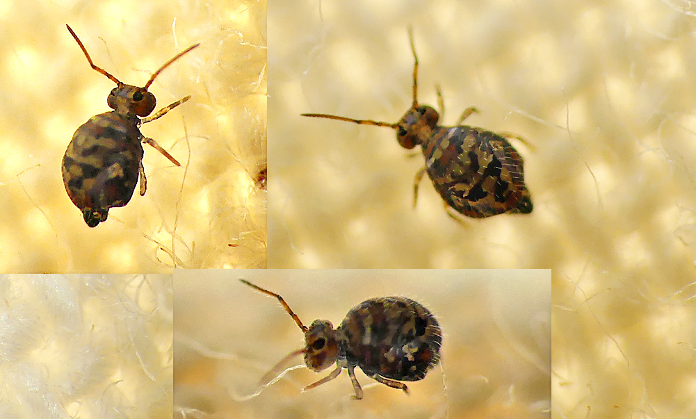 Springtail sp (Katiannidae) - above Divette Bay, 11 Aug 19 - swept this very strongly-patterned springtail from alongside a stream. Apparently the taxonomy of this type of springtail isn’t properly understood and so the various species are yet to be formally named.