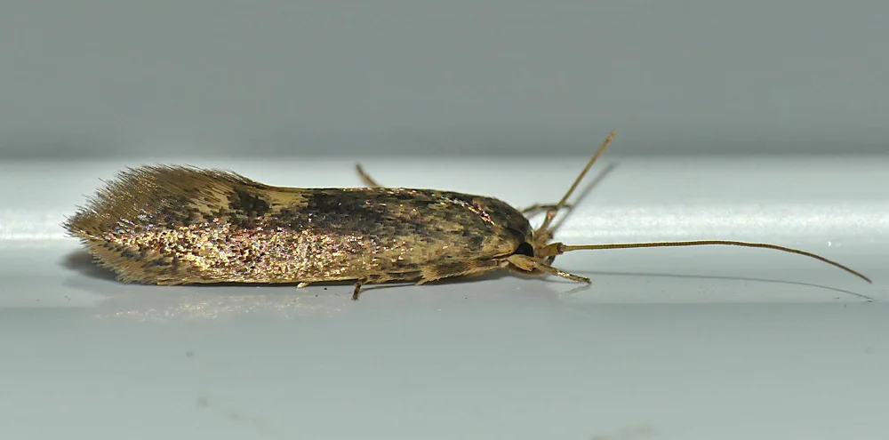 Opogona omoscopa - garden, 8 Aug 19