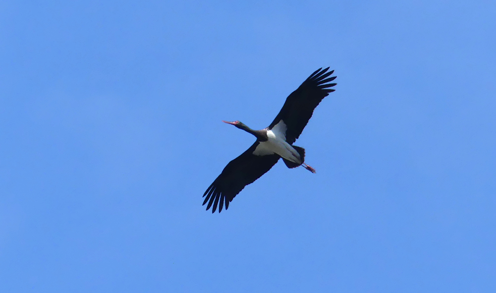 Black Stork CastillodeMontfrague 13Apr19.jpg