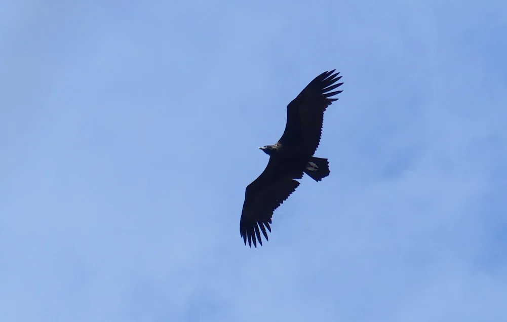 Black Vulture Mirador La Tajadilla 13Apr19 c.jpg