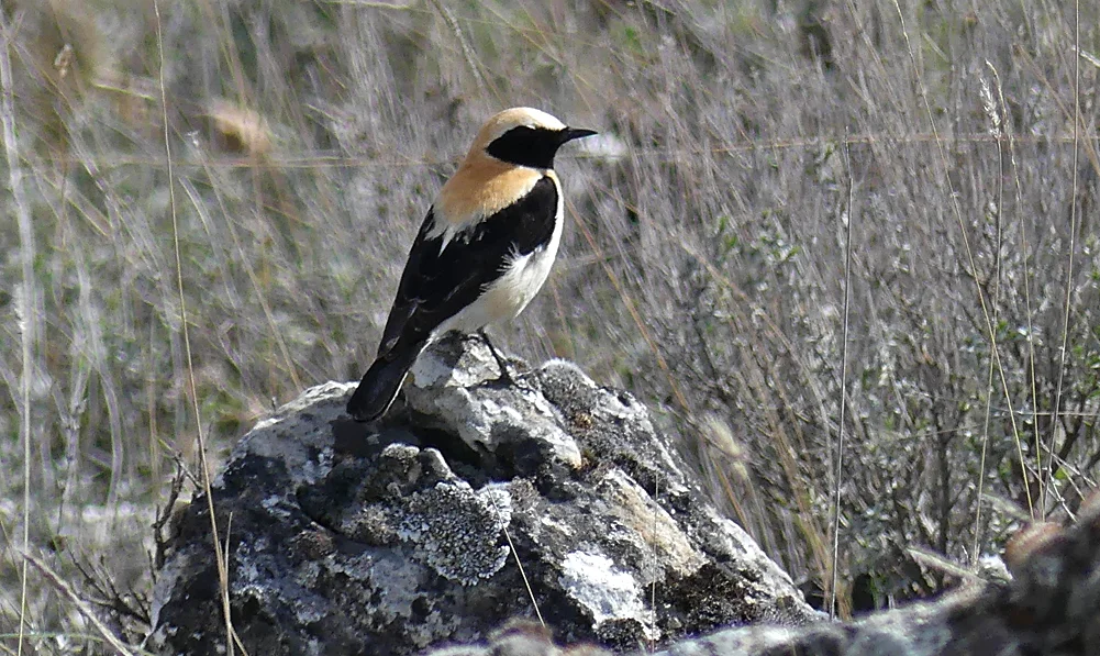 Black-eared Wheatear Sepulveda 15Apr19 b.jpg