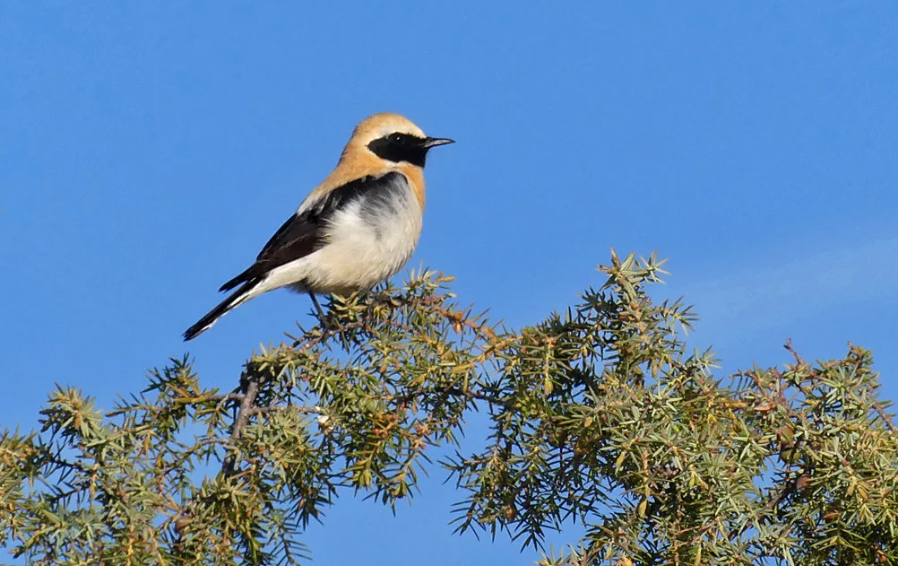 Black-eared Wheatear Sepulveda 16Apr19 a.jpg