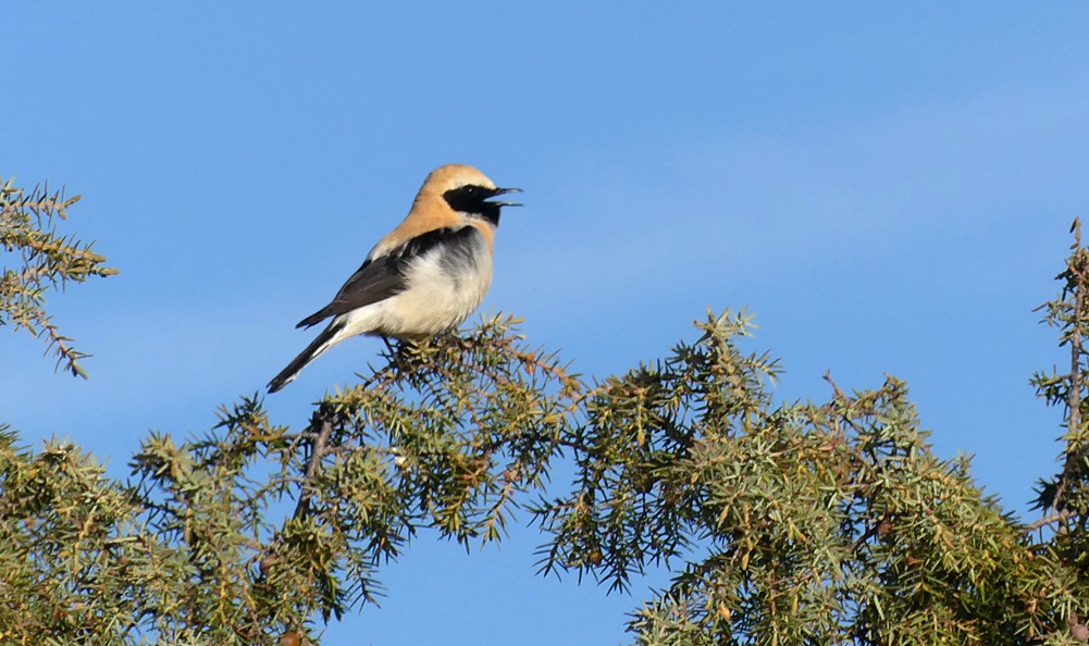 Black-eared Wheatear Sepulveda 16Apr19 e.jpg