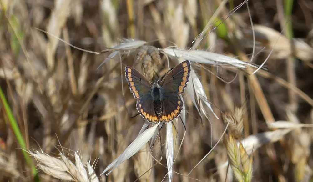 Brown Argus SMdeM 12Apr19.jpg