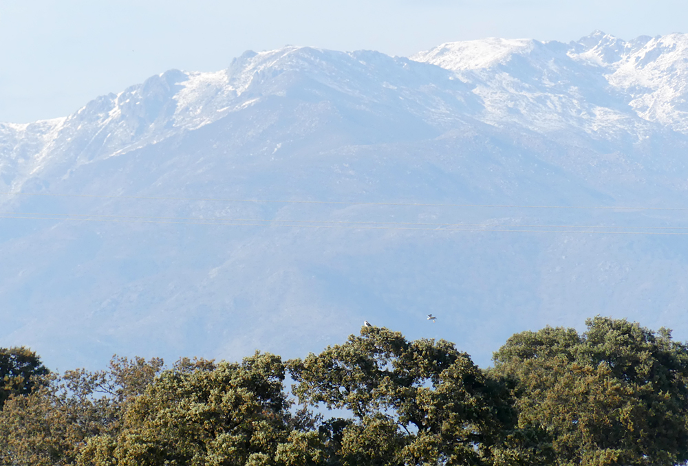 BWkite nr Saucedilla 13Apr19 d.jpg