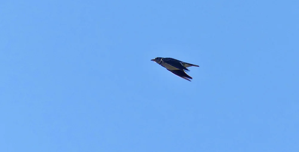 Calandra Lark SMdeM 12Apr19 a.jpg