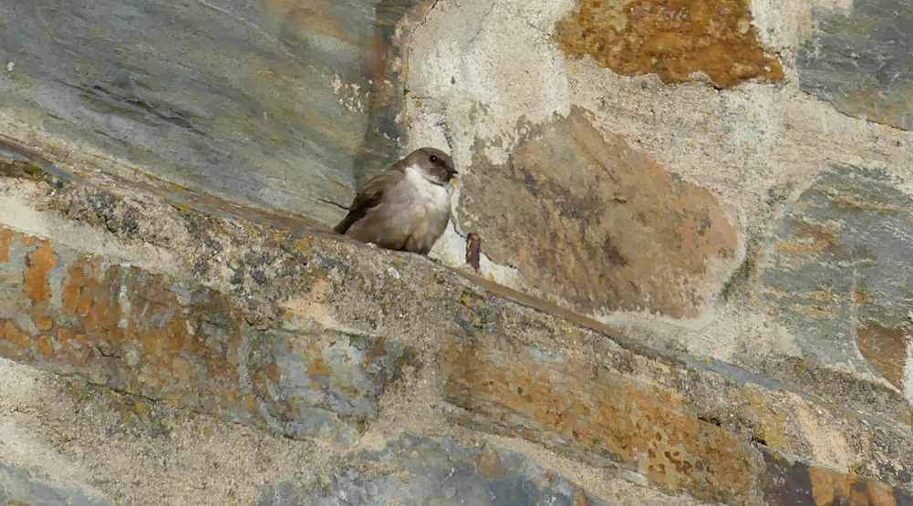 Crag Martin Rio Almonte 13Apr19 a.jpg
