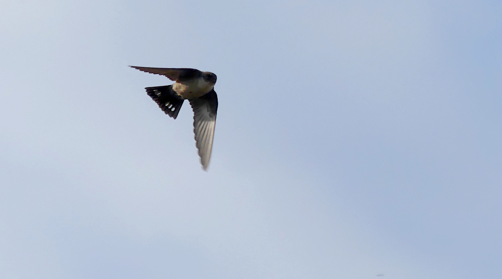 Crag Martin Rio Almonte 13Apr19 c.jpg