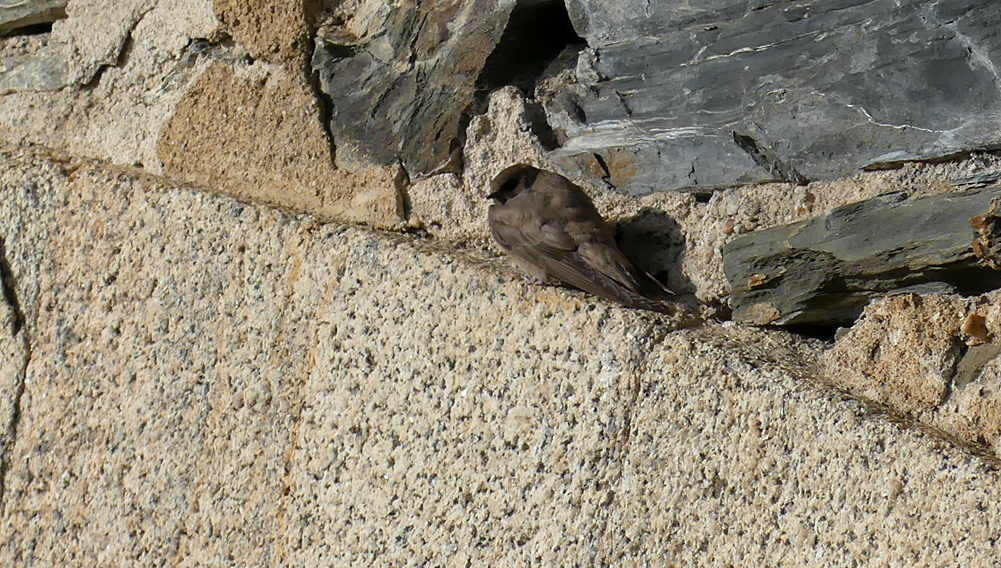 Crag Martin Rio Almonte 13Apr19 b.jpg