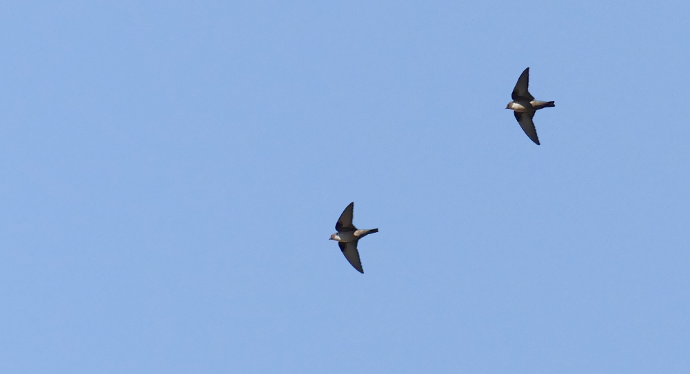 Crag Martins SMdeM 12Apr19.jpg