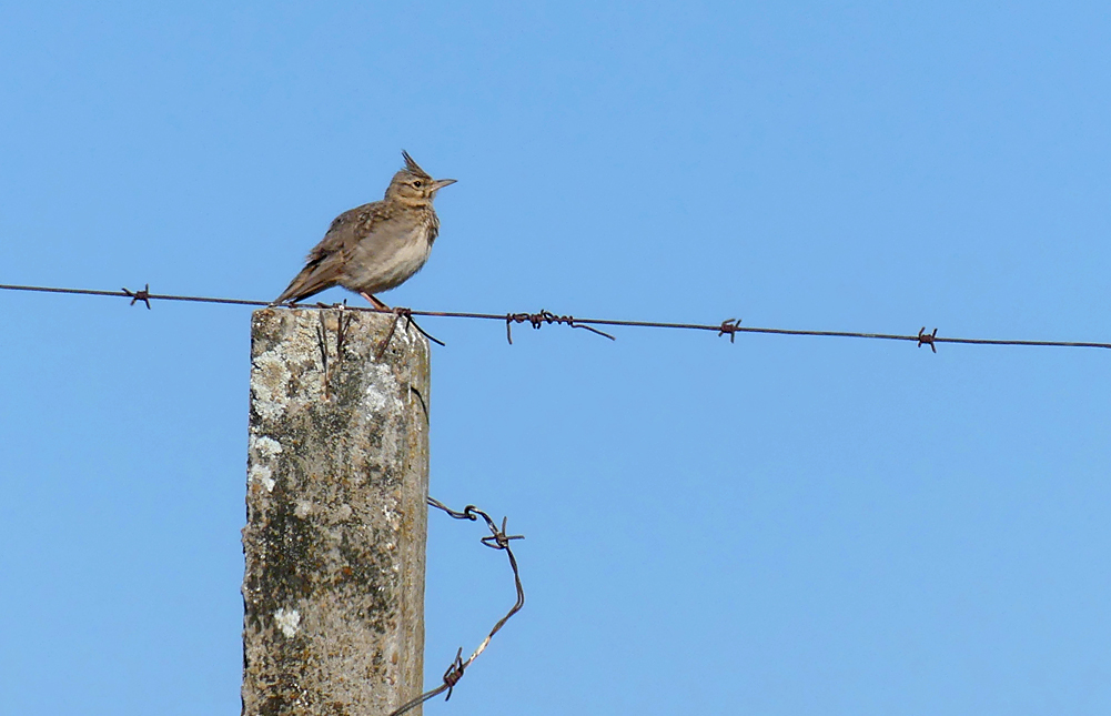Crested Lark SMdeM 12Apr19.jpg