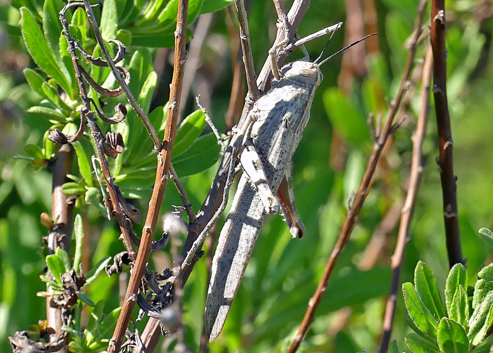 Egyptian Grasshopper Embalse de Arrocampo 13Apr19.jpg