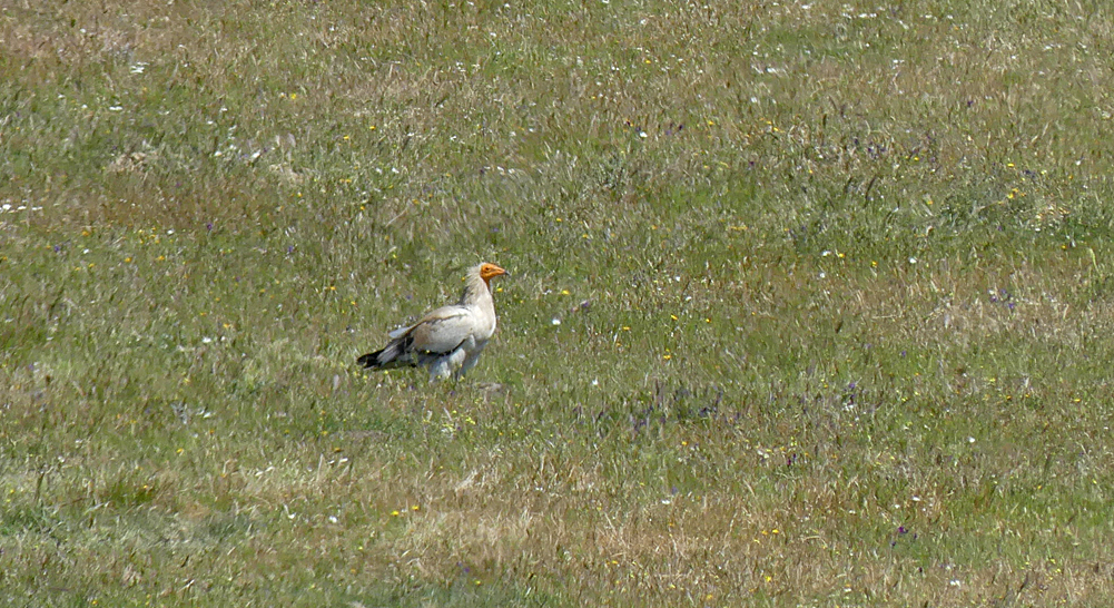 Egyptian Vulture nrCacares 12Apr19.jpg