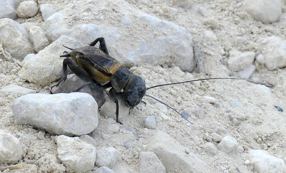 Field Cricket Sepulveda 15Apr19.jpg