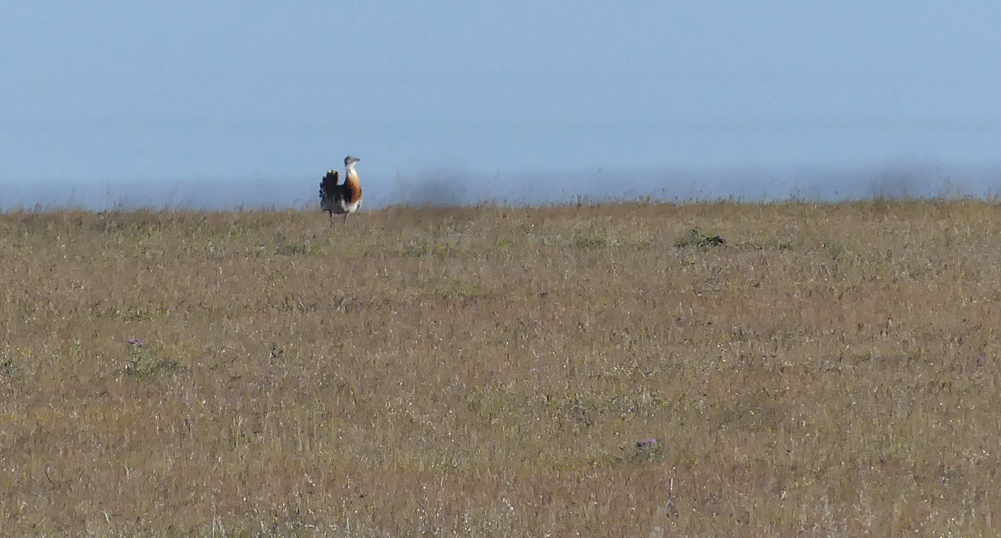 Great Bustard 1 SMdeM 12Apr19 a.jpg