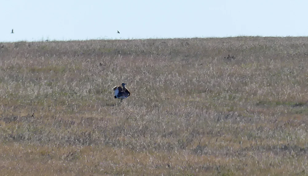 Great Bustard 2 SMdeM 12Apr19.jpg
