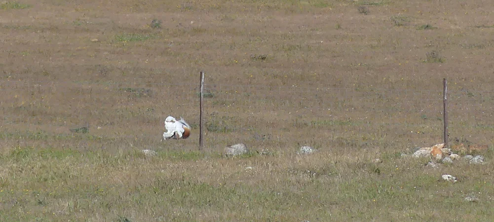 Great Bustard 4 SMdeM 12Apr19.jpg