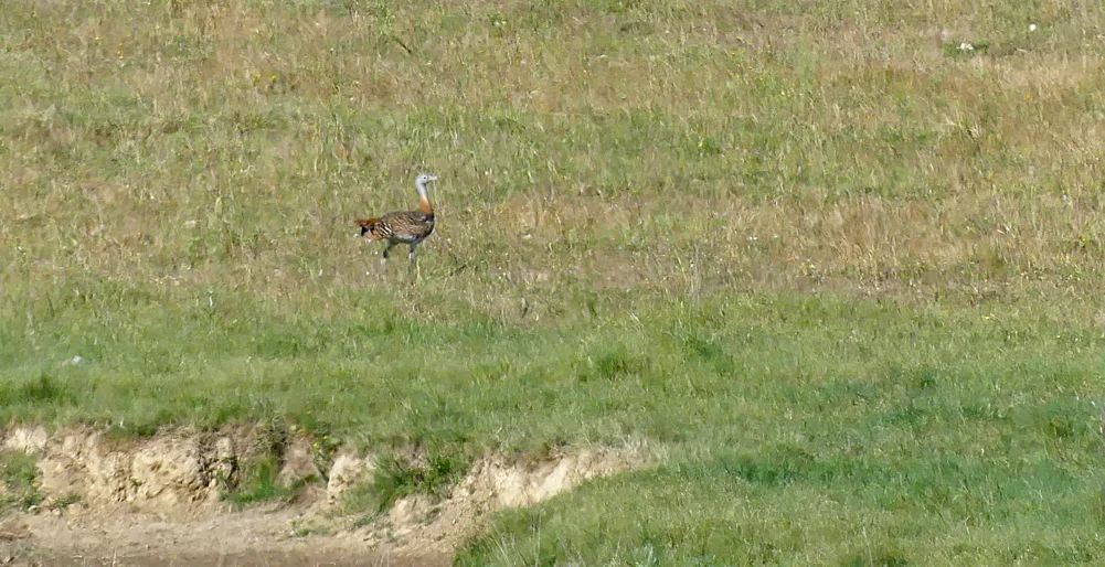 Great Bustard 3 SMdeM 12Apr19.jpg