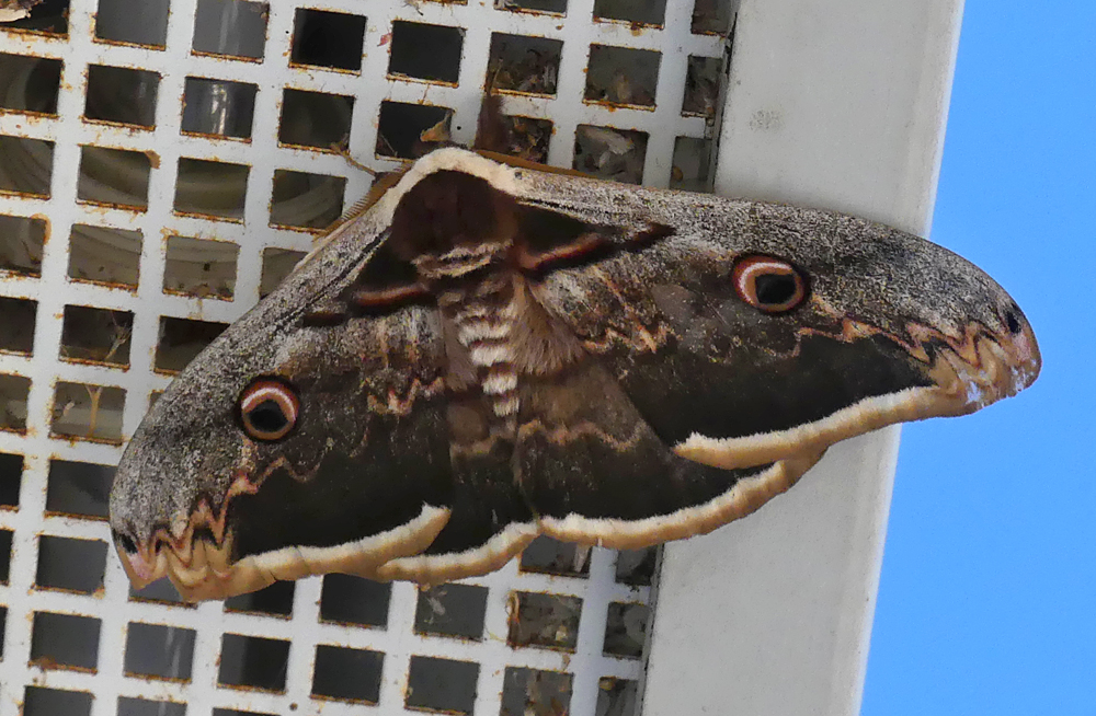 Great Peacock Moth Cacares 12Apr19.jpg