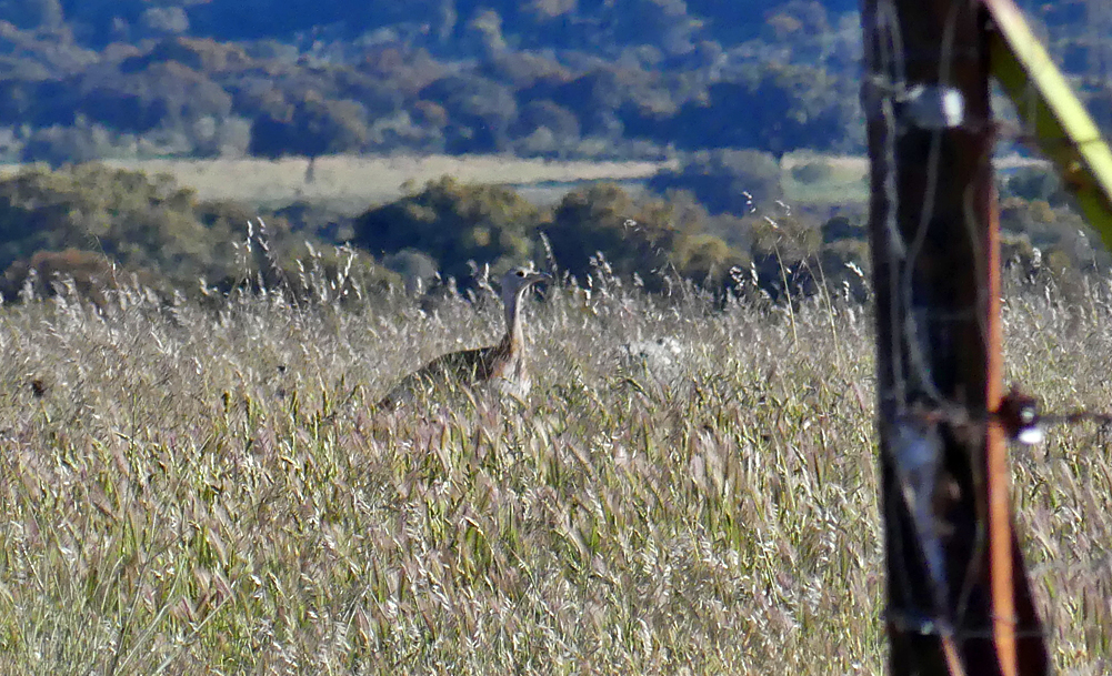 Great Bustard 5 SMdeM 12Apr19.jpg