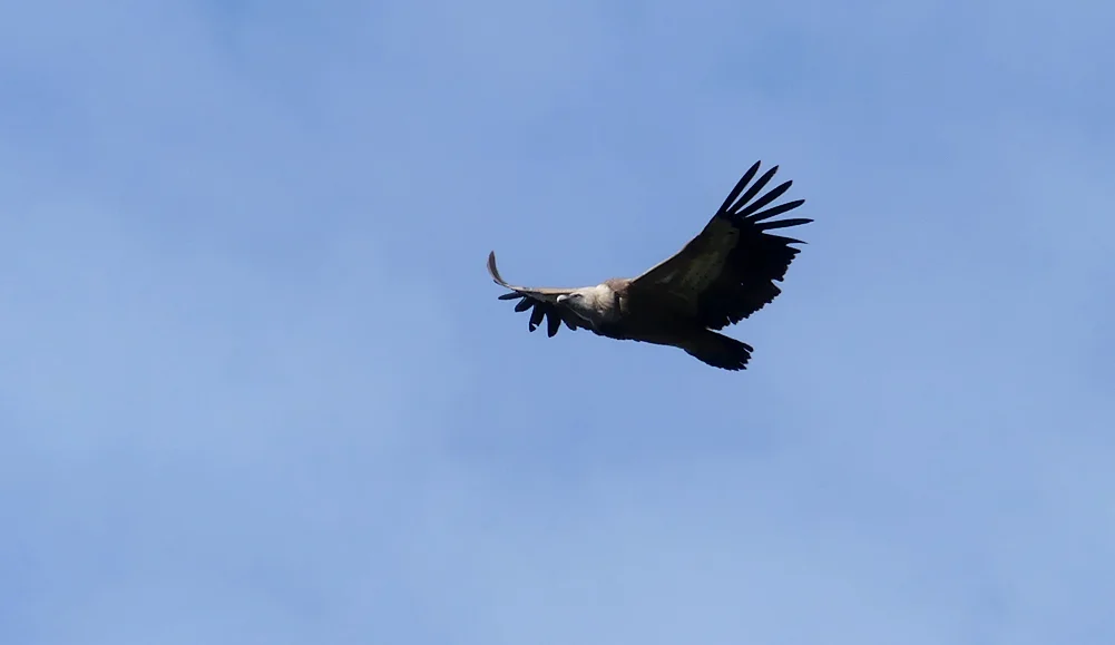 Griffon Vulture CastillodeMontfrague 13Apr19 b.jpg