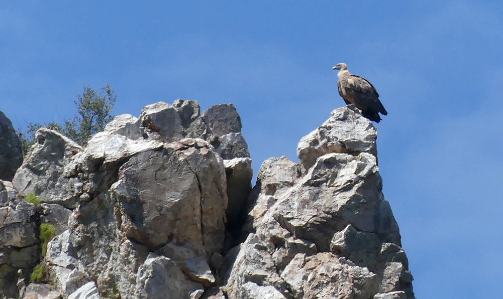 Griffon Vulture Tietar 11Apr19.jpg