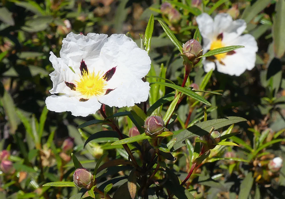 Gum Cistus Valdesalor Plains 12Apr19.jpg