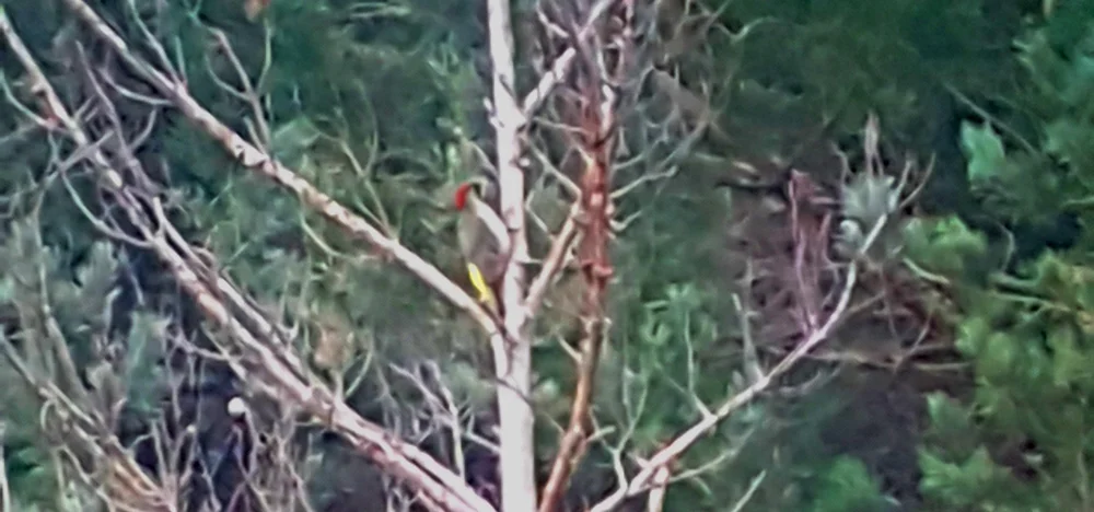 Iberian Green Woodpecker Rio Tormes 15Apr19 a.jpg