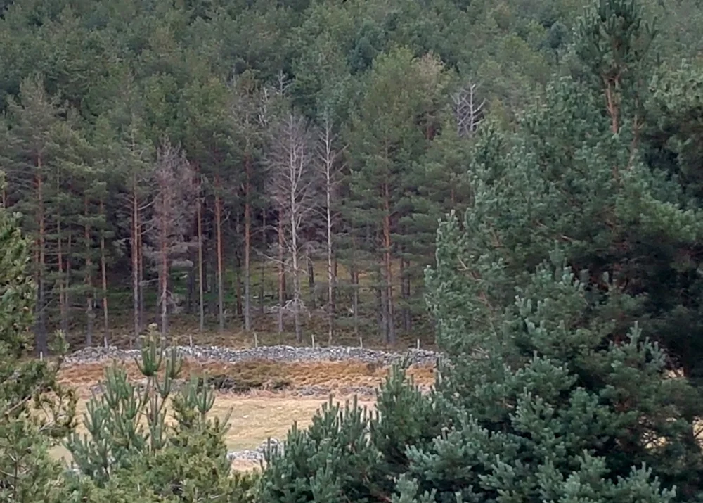 Iberian Green Woodpecker Rio Tormes 15Apr19 b.jpg