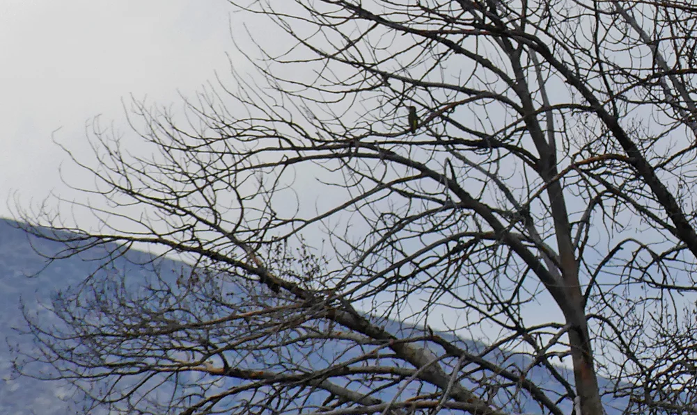 Iberian Green Woodpecker Rio Tormes 15Apr19 x.jpg