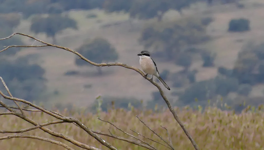 Iberian Grey Shrike nr Plasenzuela 13Apr19.jpg