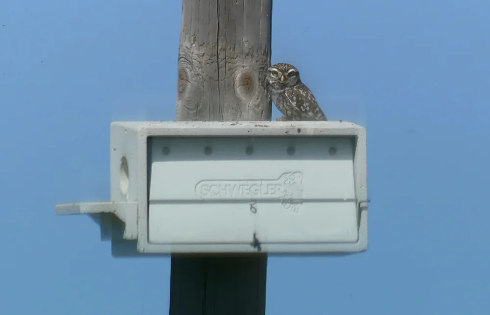 Little Owl SMdeM loop 12Apr19 b.jpg